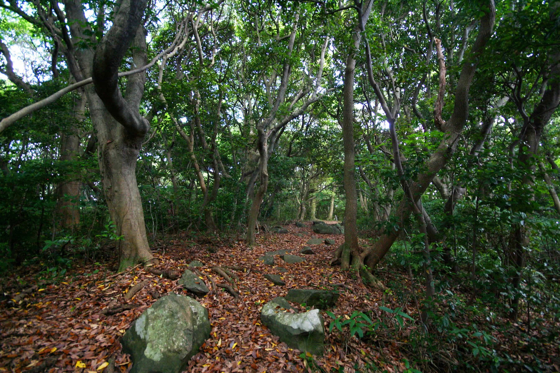 能古島・思索の森(2009)の画像