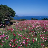 能古島・アイランドパーク　パノラマ花畑(撮影年不明)の画像