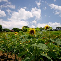 能古島・アイランドパーク　パノラマ花畑(2009)の画像