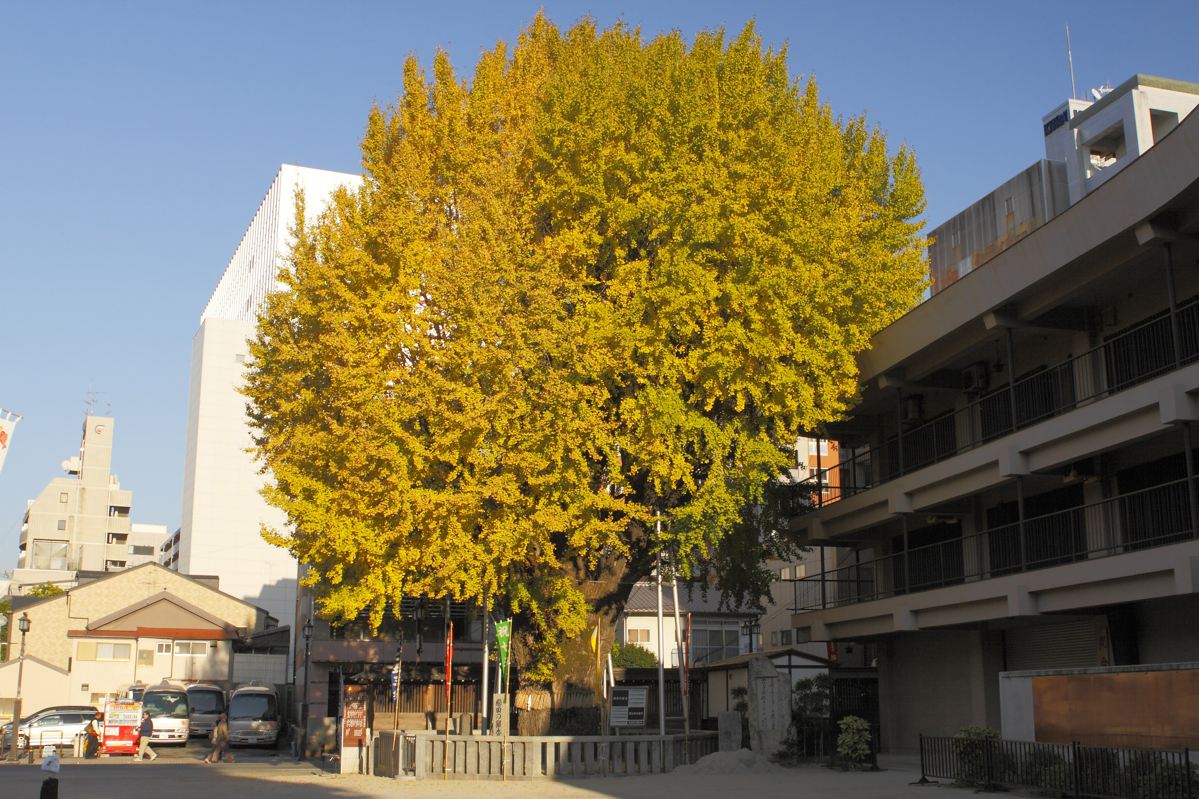 櫛田の銀杏(2010)の画像