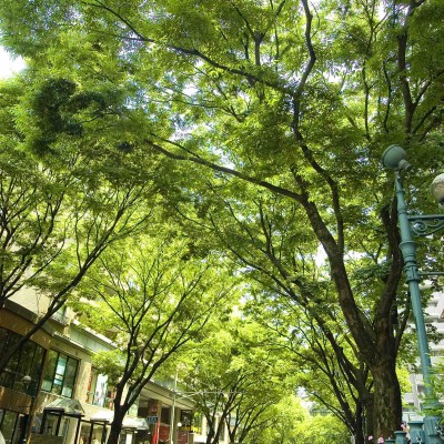 Image of Keyaki Dori avenue(2007)