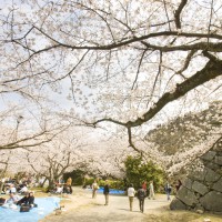 舞鶴公園(2008)の画像