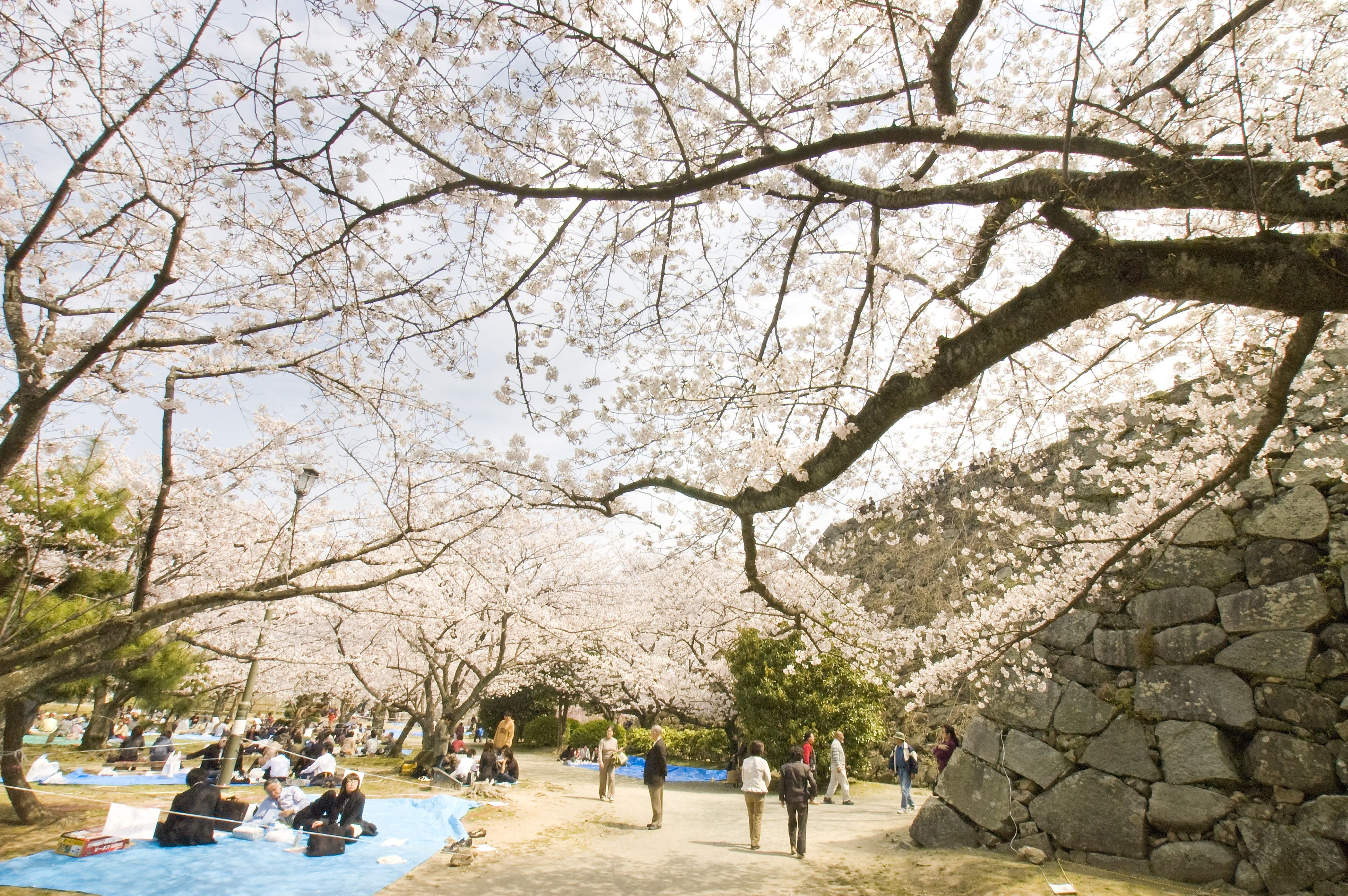 舞鶴公園(2008)の画像