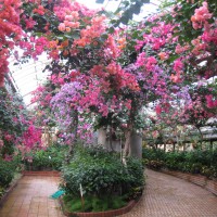 植物園温室(2009)の画像