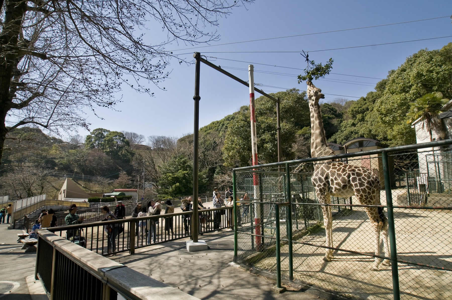 動物園(2010)の画像