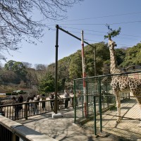 動物園(2010)の画像