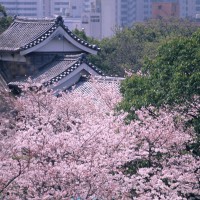 福岡城跡・美しい桜の季節(撮影年不明)の画像