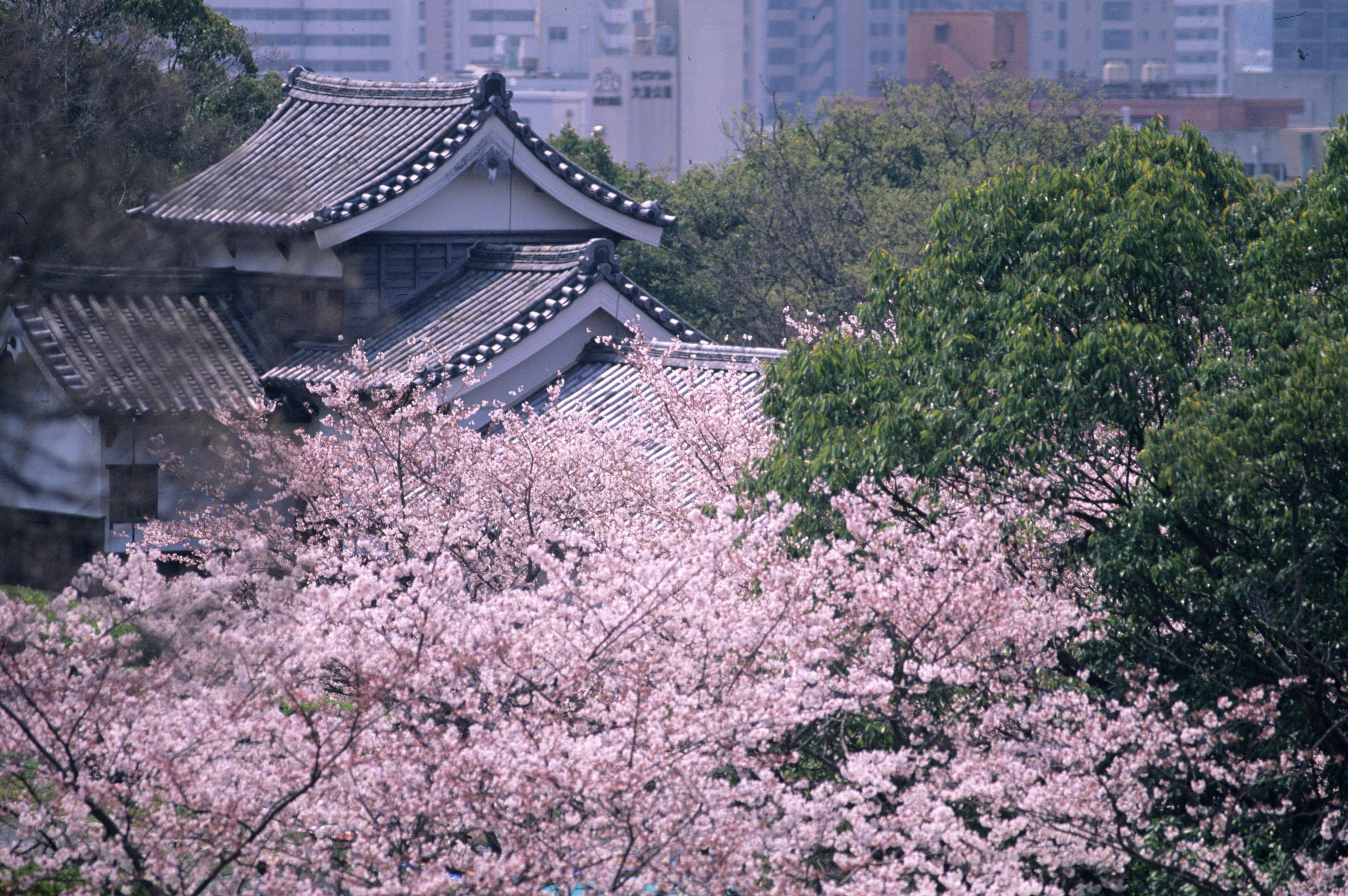 福岡城跡・美しい桜の季節(撮影年不明)の画像