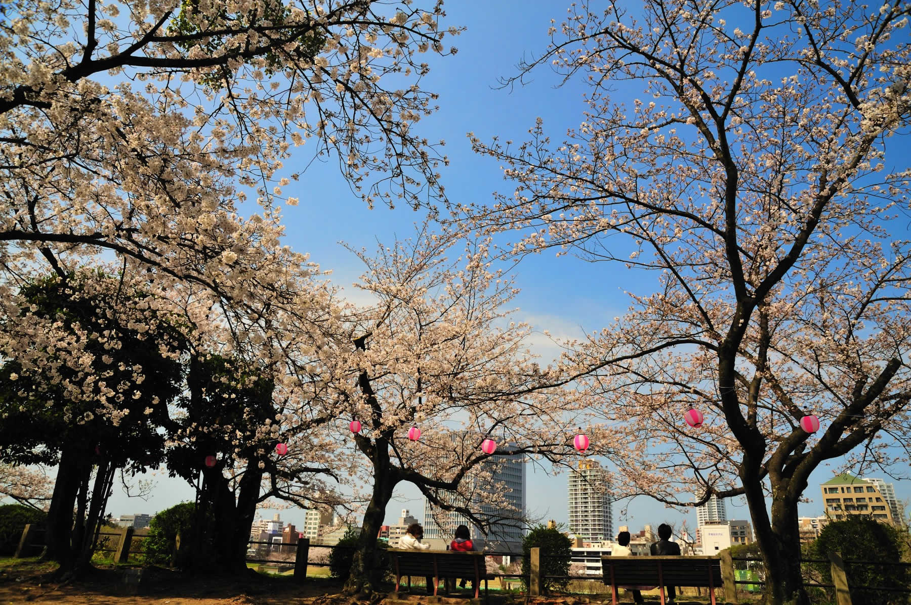 福岡城跡・桜(2009)の画像
