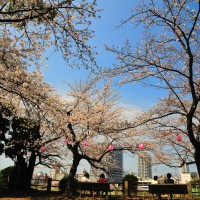 福岡城跡・桜(2009)の画像