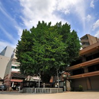 櫛田の銀杏(2009)の画像
