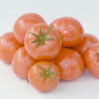 れき耕栽培のトマト(撮影年不明)の画像