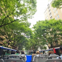 オープントップバス(2012)の画像