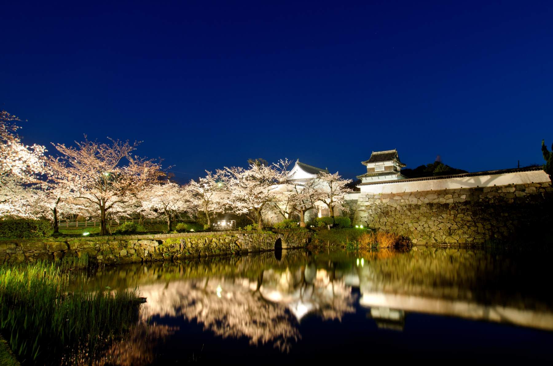舞鶴公園・桜　福岡城さくらまつり(2013)の画像