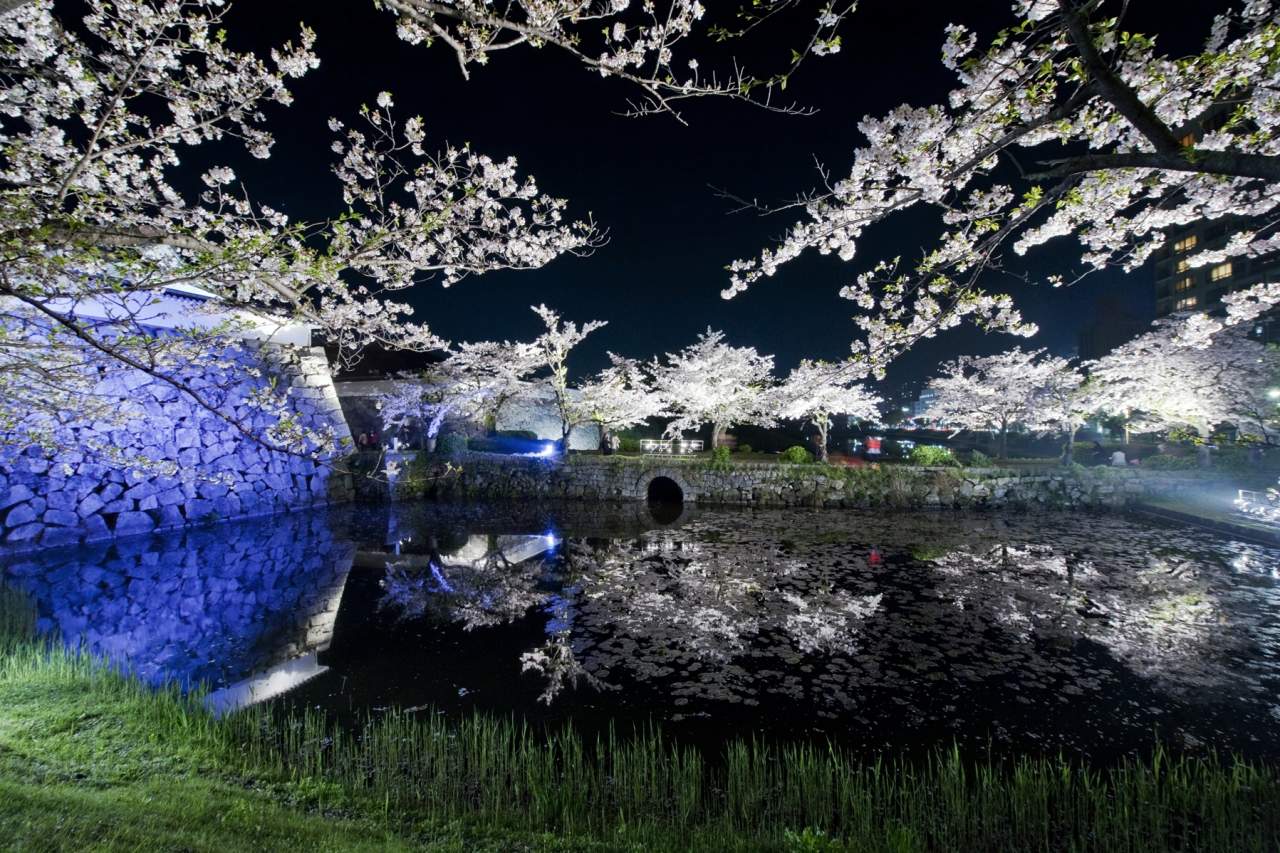 舞鶴公園・桜(2014)の画像