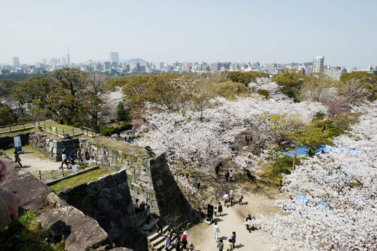 舞鶴公園・桜　福岡城さくらまつり(2014)の画像