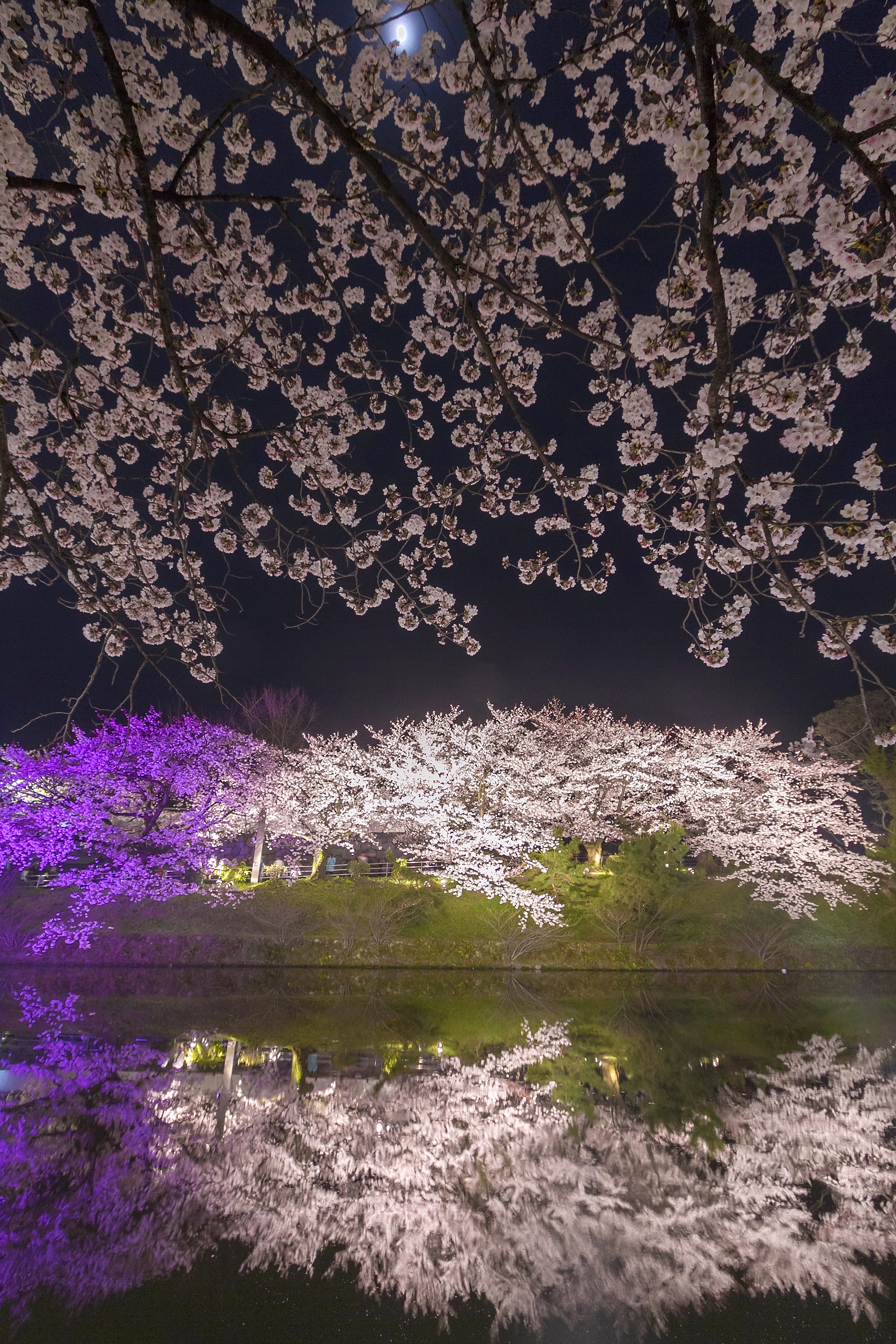 舞鶴公園・桜　福岡城さくらまつり(2015)の画像