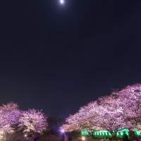 Image of 舞鶴公園・桜　福岡城さくらまつり(2015)