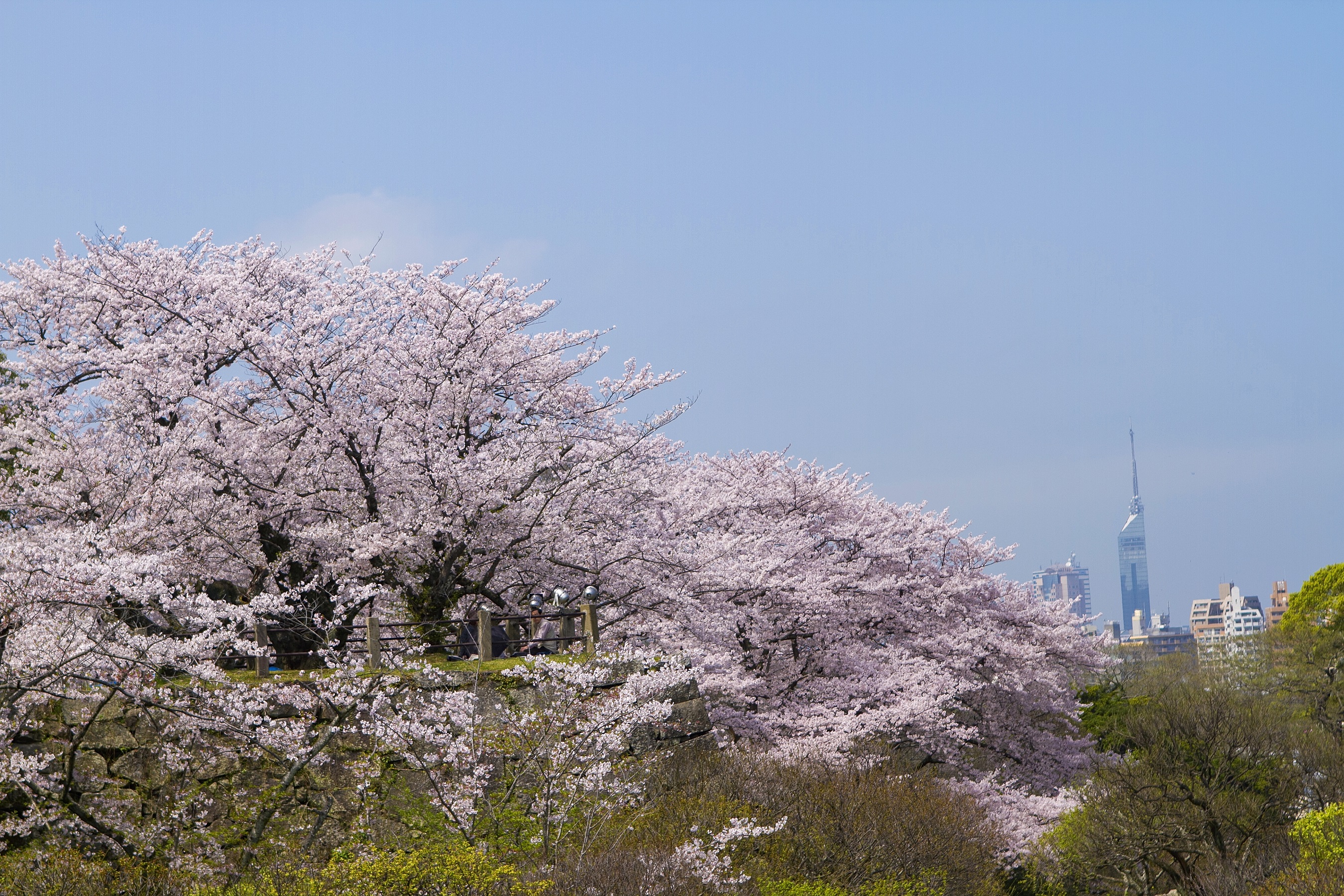 舞鶴公園・桜　福岡城さくらまつり(2015)の画像