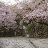舞鶴公園・桜(2019)の画像