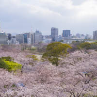 舞鶴公園・桜(2019)の画像