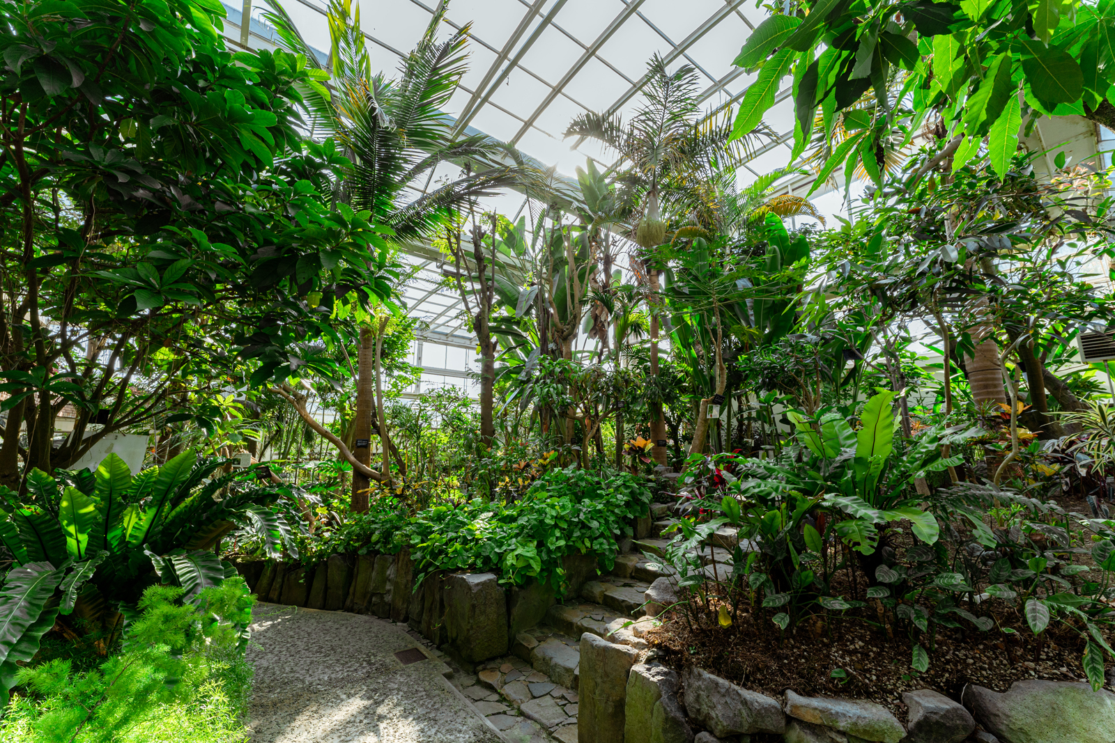 福岡市植物園温室(2019)の画像