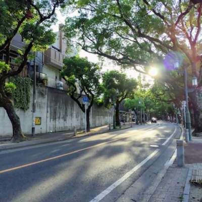 香椎宮参道のクス並木（2024）の画像